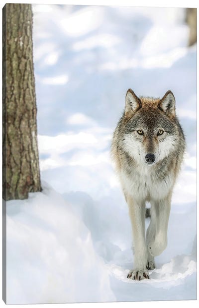 Winter Wolf Canvas Art Print - Wolf Art