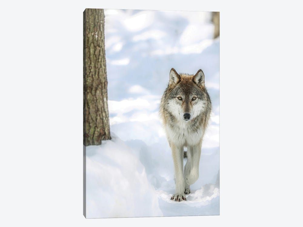Winter Wolf by Carrie Ann Grippo-Pike 1-piece Canvas Print