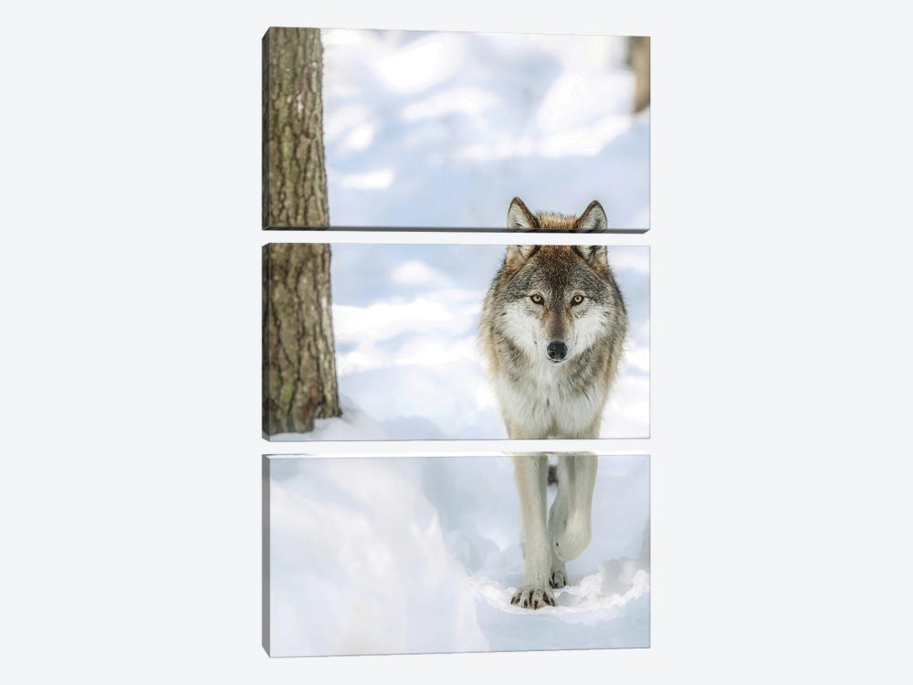 Winter Wolf by Carrie Ann Grippo-Pike 3-piece Art Print