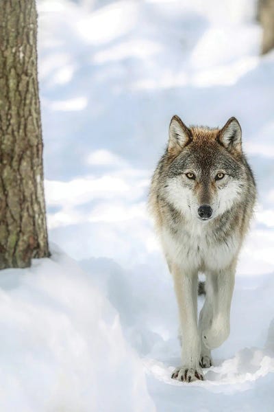 Wolves: Winter Wolf by Carrie Ann Grippo-Pike