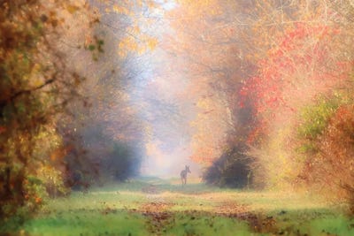 November Doe by Carrie Ann Grippo-Pike canvas print