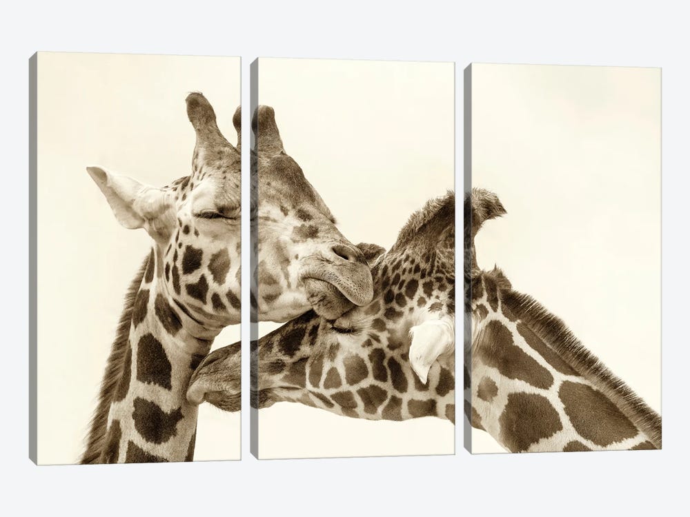 In Love by Carrie Ann Grippo-Pike 3-piece Canvas Print