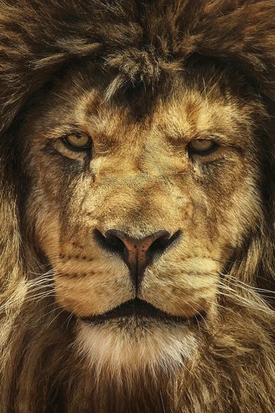 Lion King by Carrie Ann Grippo-Pike canvas print