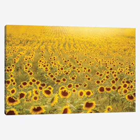 Sea of Sunflowers Canvas Print #GPO30} by Carrie Ann Grippo-Pike Canvas Wall Art