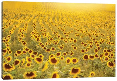 Sea of Sunflowers Canvas Art Print - Yellow Art