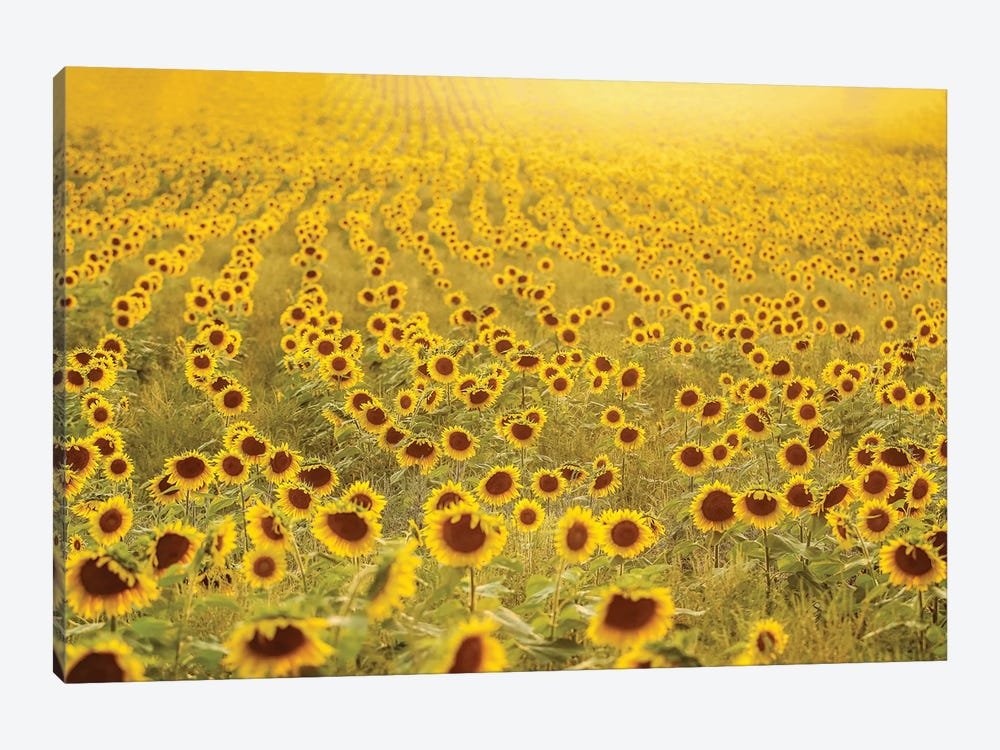 Sea of Sunflowers by Carrie Ann Grippo-Pike 1-piece Canvas Artwork