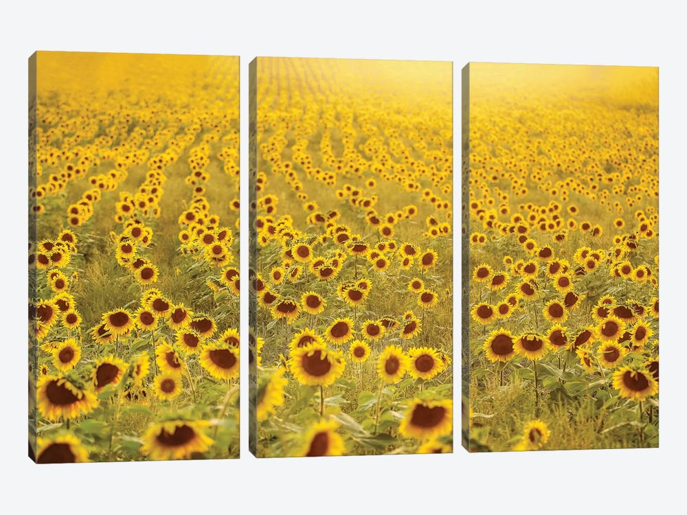 Sea of Sunflowers by Carrie Ann Grippo-Pike 3-piece Canvas Artwork
