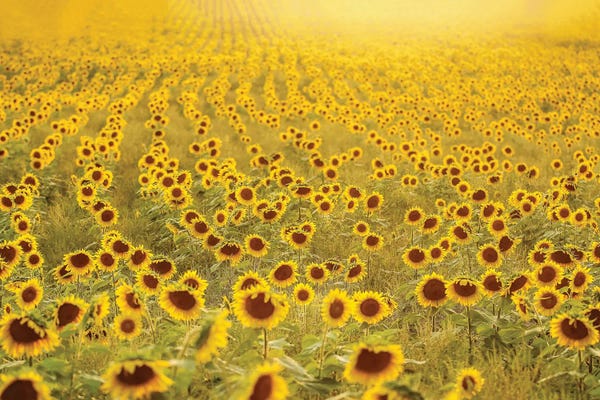 Fine Art Print: Sea of Sunflowers by Carrie Ann Grippo-Pike
