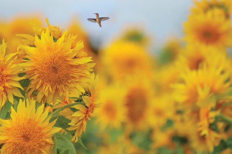 Happy Hummingbird and Sunflowers