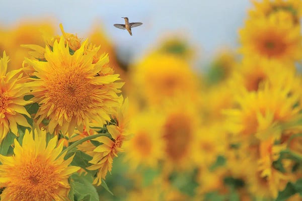 Happy Hummingbird and Sunflowers