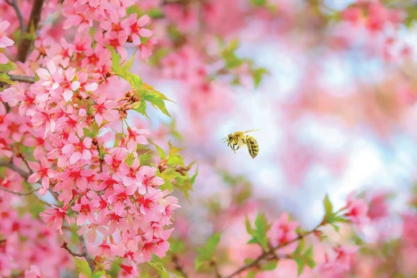 Cherry Blossoms: Whimsical Bee & Cherry Tree by Carrie Ann Grippo-Pike