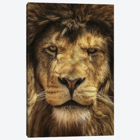 Lion King Canvas Print #GPO3} by Carrie Ann Grippo-Pike Canvas Art Print