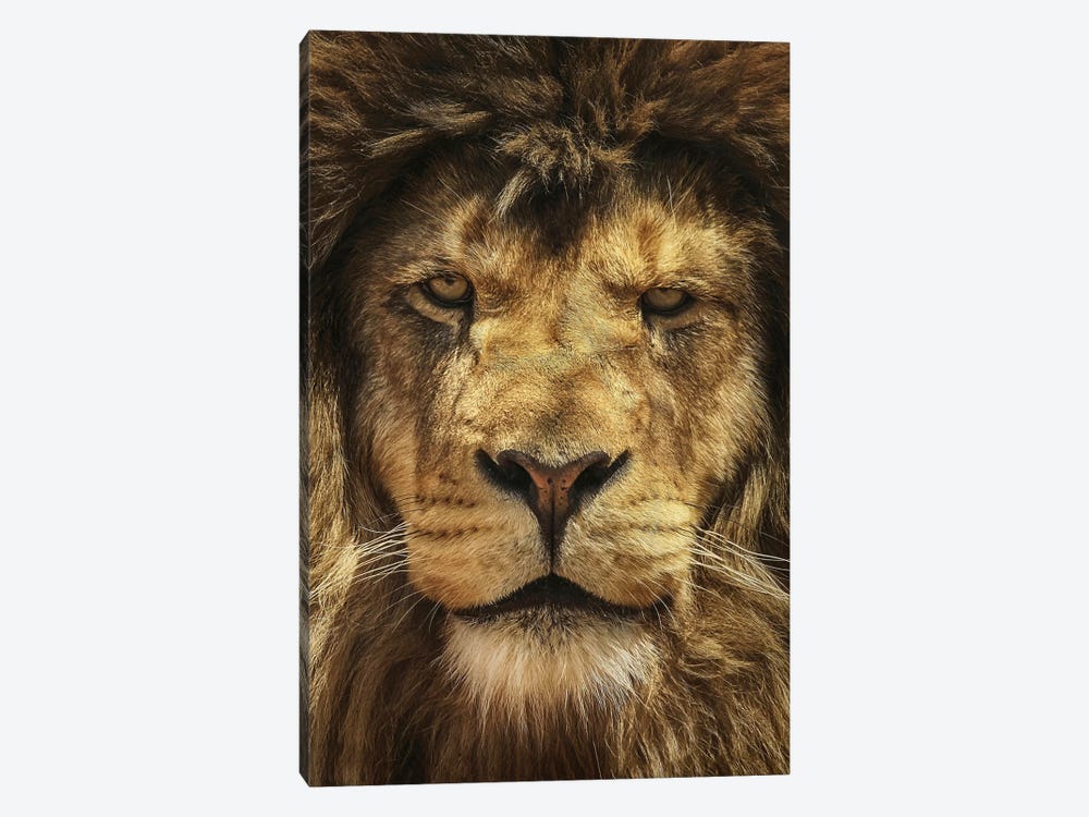 Lion King by Carrie Ann Grippo-Pike 1-piece Canvas Art