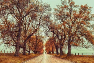 November Adventures by Carrie Ann Grippo-Pike canvas print