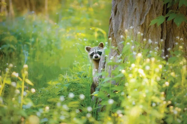Raccoons: Peek A Boo by Carrie Ann Grippo-Pike