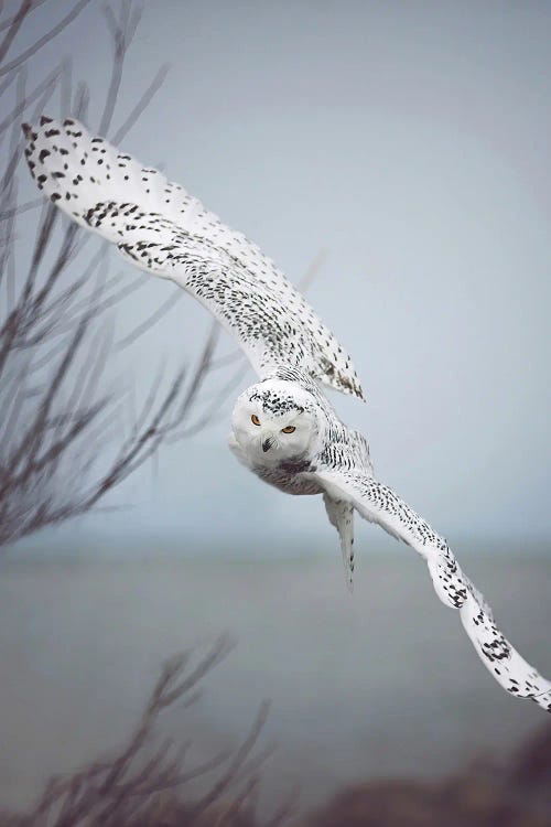 Snowy Owl In Flight