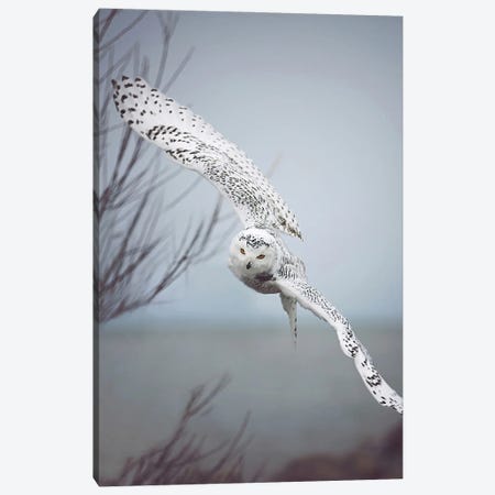 Snowy Owl In Flight Canvas Print #GPO7} by Carrie Ann Grippo-Pike Canvas Art