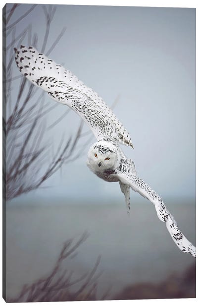 Snowy Owl In Flight Canvas Art Print - Lakehouse Décor