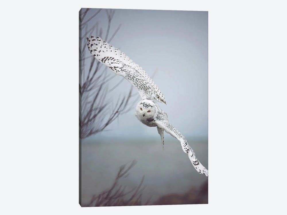 Snowy Owl In Flight by Carrie Ann Grippo-Pike 1-piece Canvas Wall Art