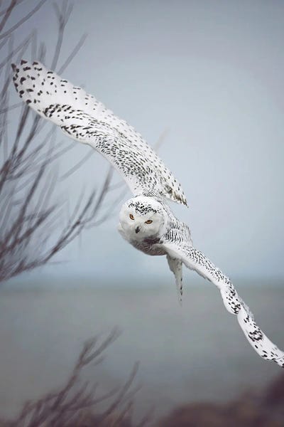 Lakehouse Décor: Snowy Owl In Flight by Carrie Ann Grippo-Pike