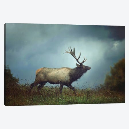 The Elk Canvas Print #GPO8} by Carrie Ann Grippo-Pike Canvas Art Print