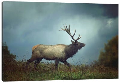 The Elk Canvas Art Print - Elk Art
