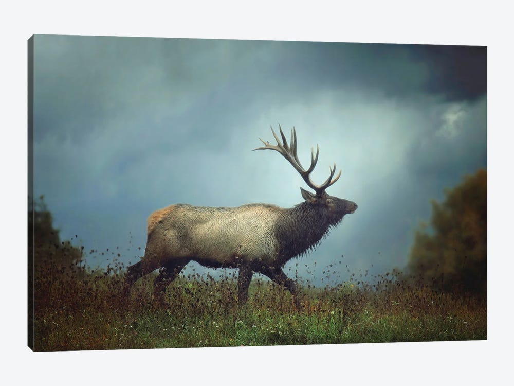 The Elk by Carrie Ann Grippo-Pike 1-piece Canvas Art Print