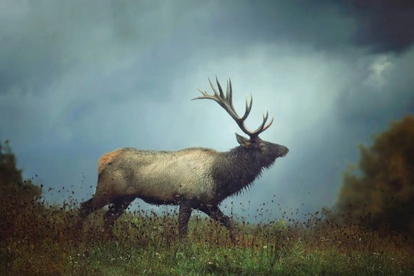 Elk: The Elk by Carrie Ann Grippo-Pike