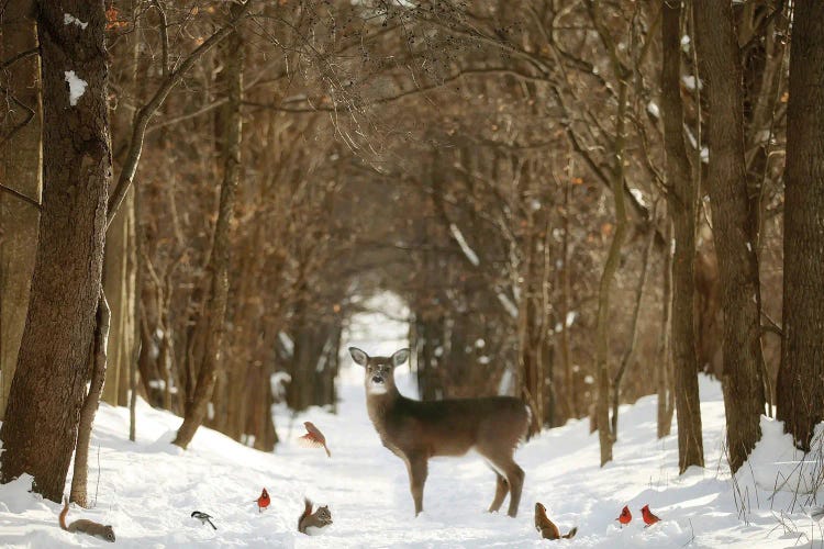 The Forest Of Snow White