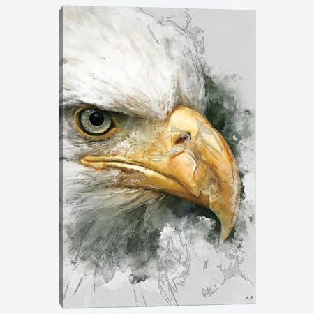 Bald Eagle Canvas Print #GRC114} by Rob Francis Canvas Artwork