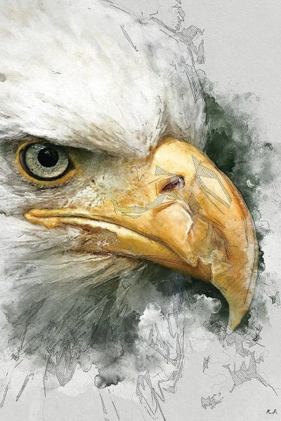 Rob Francis: Bald Eagle by Rob Francis