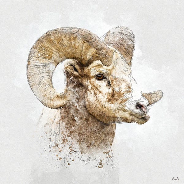 Sheep: Bighorn by Rob Francis