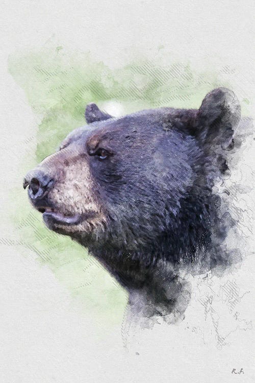 Black Bear