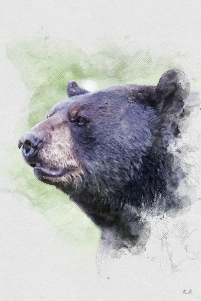 Rob Francis: Black Bear by Rob Francis