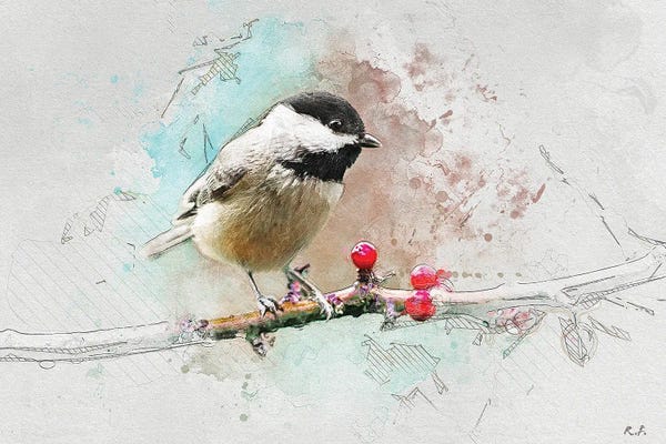 Rob Francis: Chickadee by Rob Francis