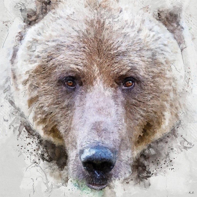 Grizzly Bear