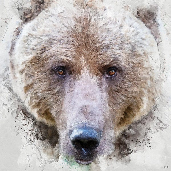 Rob Francis: Grizzly Bear by Rob Francis