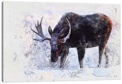 Moose I Canvas Art Print - Greg & Company