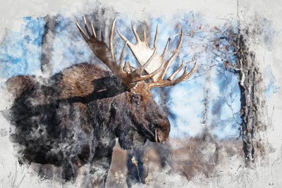 Moose II by Rob Francis framed canvas print