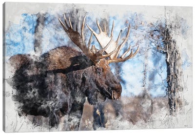 Moose II Canvas Art Print - Greg & Company