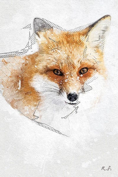 Rob Francis: Red Fox by Rob Francis