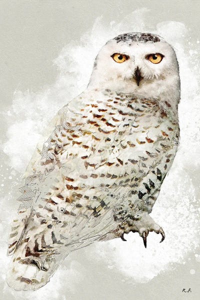 Rob Francis: Snowy Owl by Rob Francis