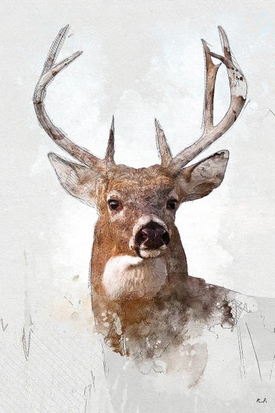 Deer: White Tail Deer by Rob Francis