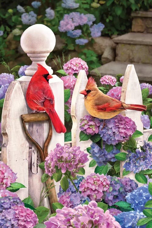 Cardinals On Fence W-Hydrangea