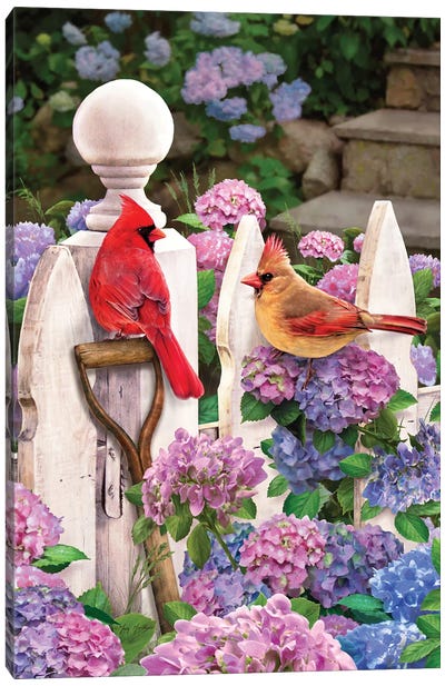 Cardinals On Fence W-Hydrangea Canvas Art Print