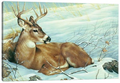 Afternoon Siesta - Whitetail Deer Canvas Art Print