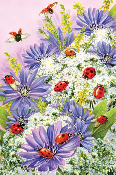 Ladybugs: Lady Bugs II by Greg Giordano