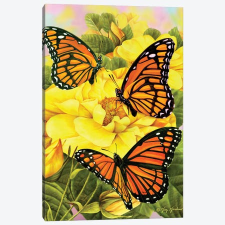Monarch Butterflies Canvas Print #GRC148} by Greg Giordano Canvas Art