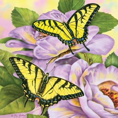 Swallowtail Butterflies by Greg Giordano framed wall art