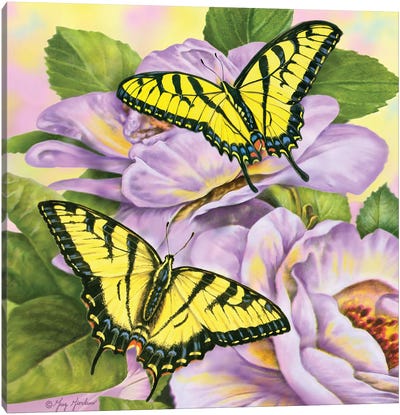 Swallowtail Butterflies Canvas Art Print
